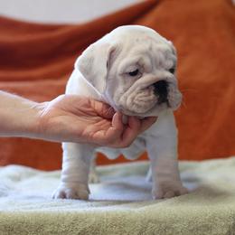 Bulldog Puppies from Winehaus Bulldogs