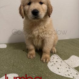 Jumba - Golden male Golden Retriever puppy in Florida from Golden Meadow