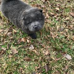 Chow Chow Puppies from Darling Chows