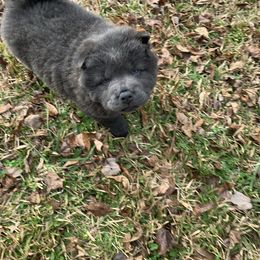 Chow Chow Puppies from Darling Chows