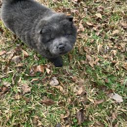 Chow Chow Puppies from Darling Chows