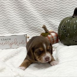 Pocket Beagle Chocolate Blaze Face - Brown white and tan female Beagle puppy in Gentry, Arkansas from HC Puppy Ranch