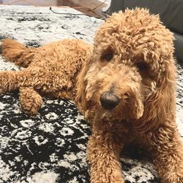 Kobe - Goldendoodle