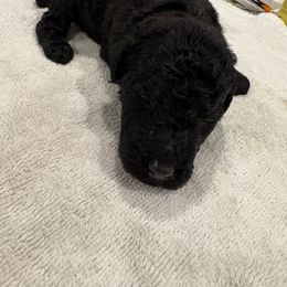 Goldendoodle and Poodle Puppies from Southern Stroll Poodles & Doodles