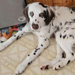 Tanker lua liver longcoat - White and liver brown male Dalmatian puppy in Conrath, Wisconsin from JSF Dalmatians LLC