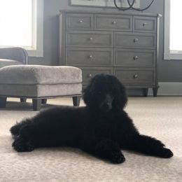 Poodle Puppies from Ocala Standard Poodles