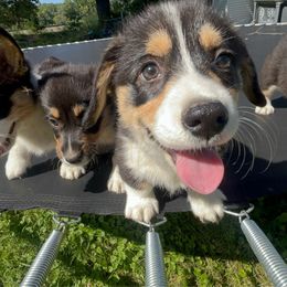 Boy 1 - Black and tan male Pembroke Welsh Corgi puppy in Chesterton, Indiana from Oliver Pembroke Welsh Corgis