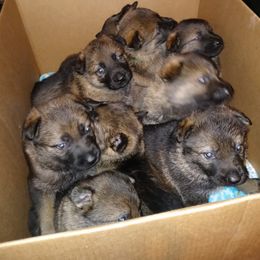German Shepherd Puppies from Rammstein Kennels