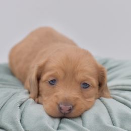 Anna- AKC import lines - Red female Dachshund puppy in Coweta, Oklahoma from Sunnyside Dachshunds