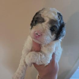 Boy 3 - Merle male Cockapoo puppy in Galena, Illinois from Perry's doodles