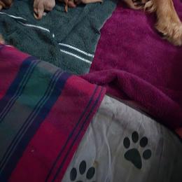 Shania - Dark golden female Golden Retriever puppy in Lebanon, Oregon from SnowPeakPaws