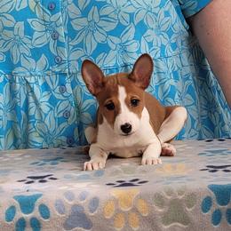 Girl 6 - female Basenji puppy in Austell, Georgia from Sherwood Basenjis