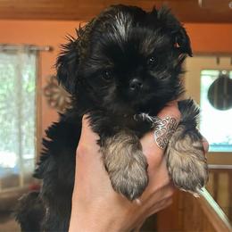 Waffles - Black and tan male Shih Tzu puppy in Nekoosa, Wisconsin from Brox Acres House of Fur LLC