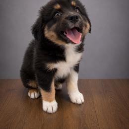 Atlas - Black tri male Miniature Australian Shepherd puppy in Macomb, Missouri from Show Me MO Aussies
