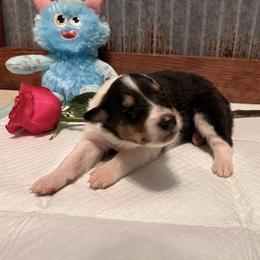 Collie Puppies from A/K Rough Collies
