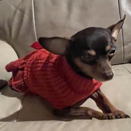 "Hadassah feeling very pregnant! " Prague Ratter Puppies from North Star Gem’s Prague Ratters