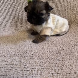 Honey - Red female Shih Tzu puppy in Big Sandy, Texas from Heart and Soul Shih Tzu