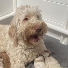 Goldendoodles from Catawba Valley Doodles