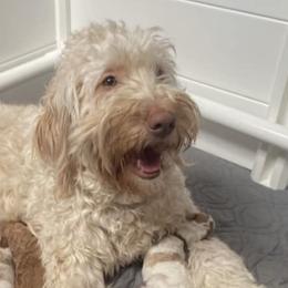Goldendoodles from Catawba Valley Doodles
