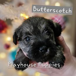 Butterscotch - Salt and pepper female Miniature Schnauzer puppy in Lebanon, Missouri from Playhouse Puppies