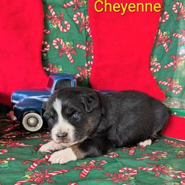 Cheyenne - Black tri-color female Australian Shepherd puppy in Parker, Colorado from Legacy Ranch Australian Shepherds