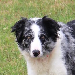 KC - Border Collie