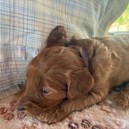 Peanut - Caramel red female Labradoodle puppy in Montrose, Colorado from Ithilien Labradoodles