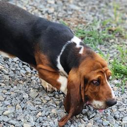 Brutus Full European Full AKC - Black tan and white male Basset Hound puppy in De Witt, Arkansas from Western Plains Kennel