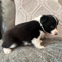 Boy 4 - Black and white male Border Collie puppy in Jonesboro, Arkansas from Hampton Border Collies