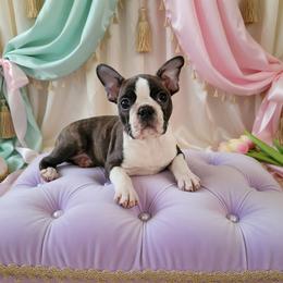 Boston Terrier Puppies from Our Gang Bostons