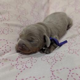 Purple girl - Fawn (isabella) and tan female Dachshund puppy in Cypress, California from Ferrario Dachshunds