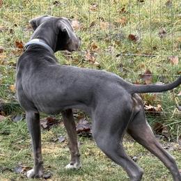 Squib - Catahoula Leopard Dog
