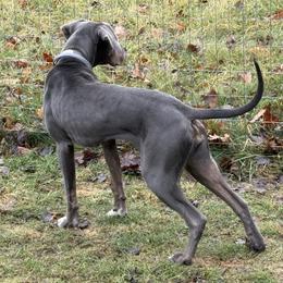 Squib - Catahoula Leopard Dog