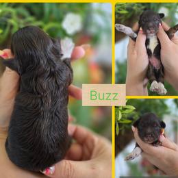 Buzz - Phantom male Bernedoodle puppy in Decatur, Tennessee from Diamond's Doodles