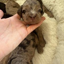Puppy pick 5 - Merle male Goldendoodle puppy in Natural Bridge, Virginia from Padgetts Hill Puppies