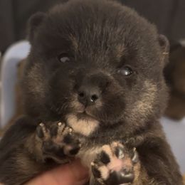 Blaze - BlackTan - AKC - Black and tan male Shiba Inu puppy in Clewiston, Florida from Animal Farm Shiba Inus & Mameshibas