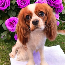 Halo - Cavalier King Charles Spaniel