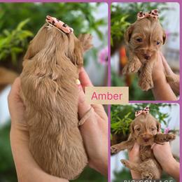 Amber - Apricot female Goldendoodle puppy in Decatur, Tennessee from Diamond's Doodles