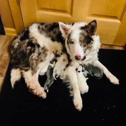 Lattie - Border Collie