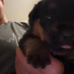 Blue boy - Black and mahogany male Rottweiler puppy in Colorado Springs, Colorado from Von Locher Rotties