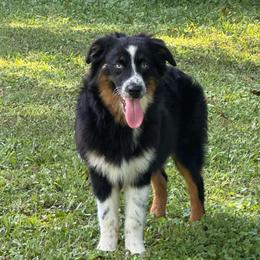 Scourge - Black tri-color male Australian Shepherd puppy in Albertville, Alabama from Salt Creek Aussies