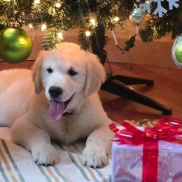 Jasmine Girl 1 - Light golden female Golden Retriever puppy in Marysville, Washington from Alpine Valley Ranch-European English Cream Golden Retriever