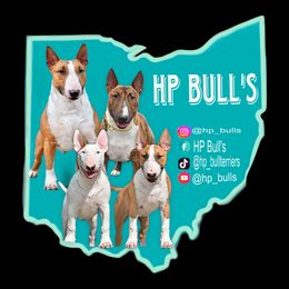 Bull Terrier puppies from HP BULL’S