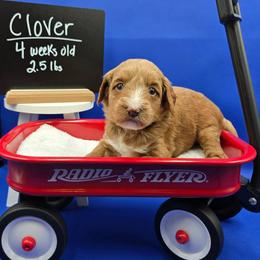 Clover - Red  female Goldendoodle puppy in Summerville, South Carolina from Channys Doodles