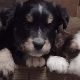 Australian Shepherds from Ms Priss Aussies