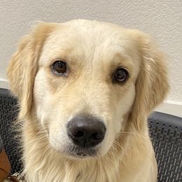 Charlie - Golden Retriever
