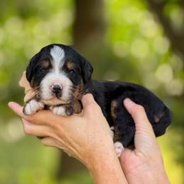 JJ - Tri-color male Bernedoodle puppy in Bellville, Ohio from Bernedoodle Buddies