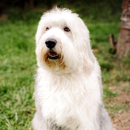 Old English Sheepdogs, Poodles, and Sheepadoodles from Life Unleashed Farm