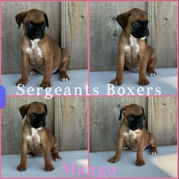 Mango - Fawn female Boxer puppy in Madisonville, Texas from Sergeant's Boxers