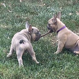 French Bulldog Puppies from EMF